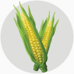 CSEMEGE KUKORICA